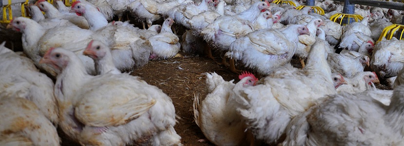 Operativo de control a carne de pollo: Protege sanidad avícola en Bolivia