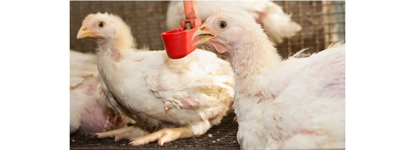 Operativo de control a carne de pollo: Protege sanidad avícola en Bolivia