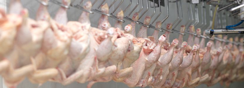 Brasil excedente de carne de frango em 2018 carne de frango salgada