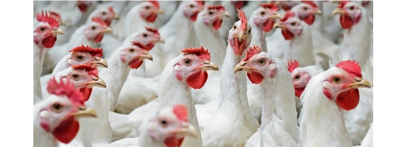 Chile: Exportaciones de carne de ave crecen 15% en primer semestre 2019