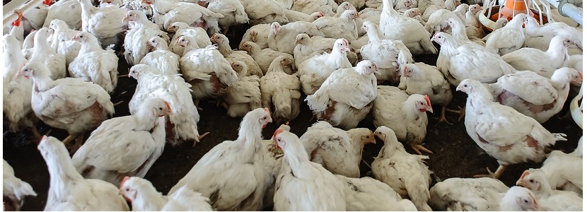 En Uruguay se descarta uso de hormonas en pollos