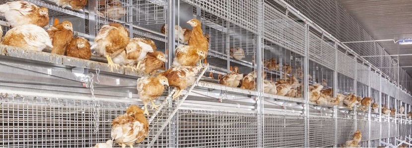 Chile: Huevos Coliumo implementa sistema de aves libres de jaula