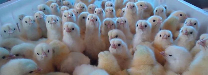 Uso antimicrobiano del cobre en la avicultura atrae a investigadores