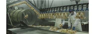 ¿Dónde existe mayor riesgo de contaminación por Campylobacter en pollos?