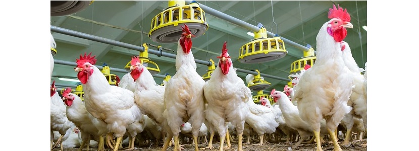 El sector avícola hondureño tuvo un incremento de 3,2% en 2017 setor avícola de Honduras