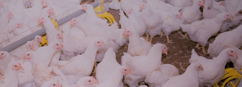 En diez años, producción de carne de pollo crece 39% en Panamá produção de carne de frango no Panamá