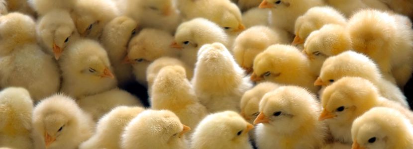 Zimbabue abre mercado para genética avícola de Brasil