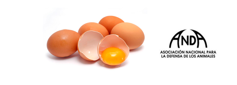 producción huevos ecológicos
