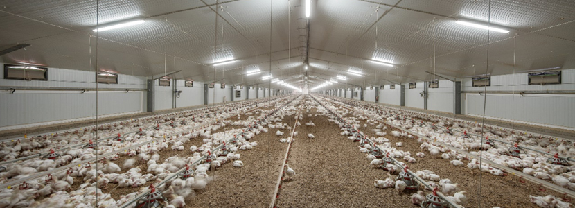 Eficiencia energética en granja avícola por ISOPAN