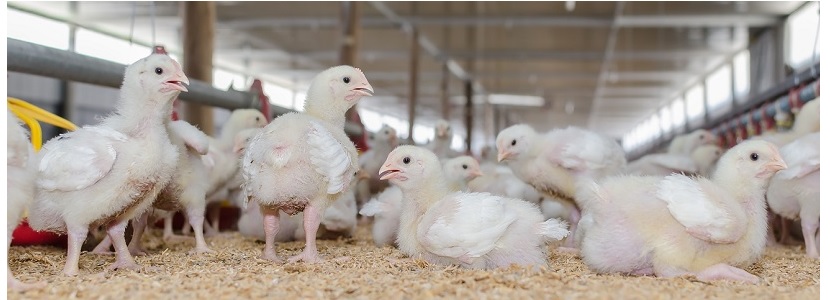 Arabia Saudita podría vetar importación de carne de pollo brasileña