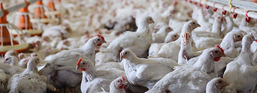 Exportación brasileña de carne de pollo cae 5,9% en febrero de 2018