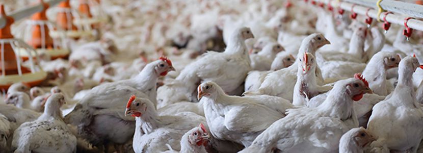 Brasil exporta 310 mil toneladas de carne de frango em fevereiro UE