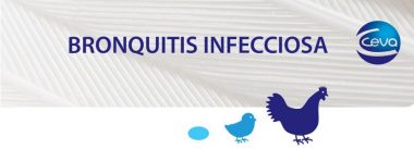 Bronquitis Infecciosa