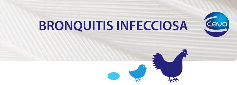 Bronquitis Infecciosa: Cepa variante Q1, un nuevo desafío
