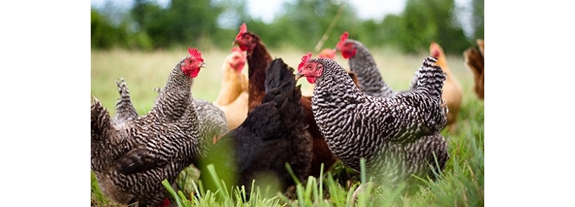 EE.UU. elimina norma de bienestar animal para avicultura orgánica avicultura orgânica