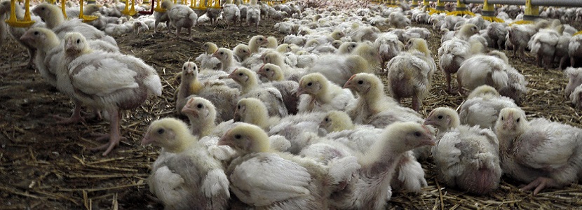 Taiwán y Corea del Sur certificarían granjas avícolas hondureñas Honduras