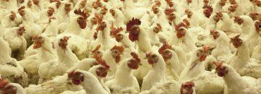 Quais seriam os impactos da eliminação da produção animal dos EUA?