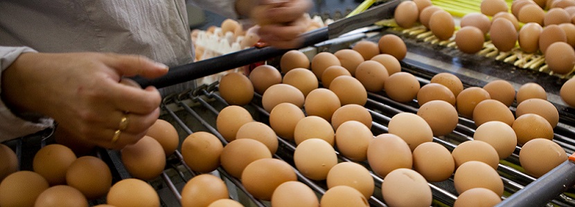 En México se estima que la producción de huevo crecerá 3% en 2018
