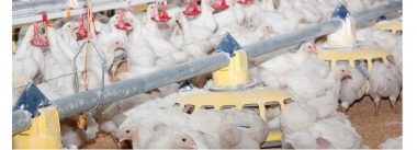 Como aproveitar melhor a produção avícola no Paraguai?