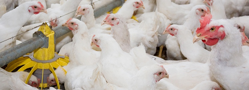 Compañía avícola paraguaya es sometida a proceso de control por Rusia Paraguai Salmonela