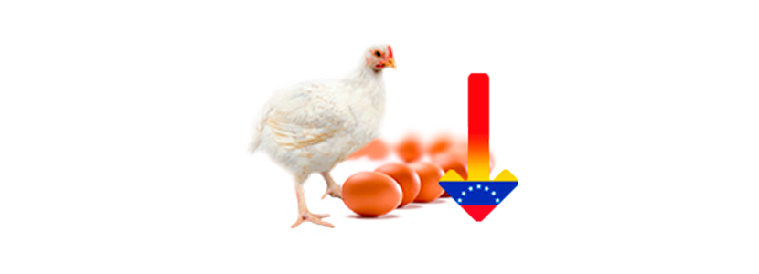 En Venezuela ha disminuido el consumo de pollo en 76% y huevo en 80%