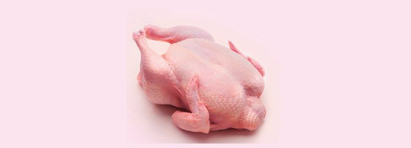 Cuidando la calidad y el rendimiento de la canal de los pollos