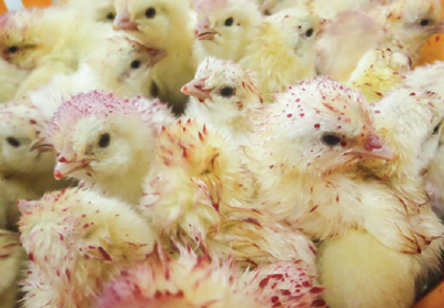producción alternativa gallinas