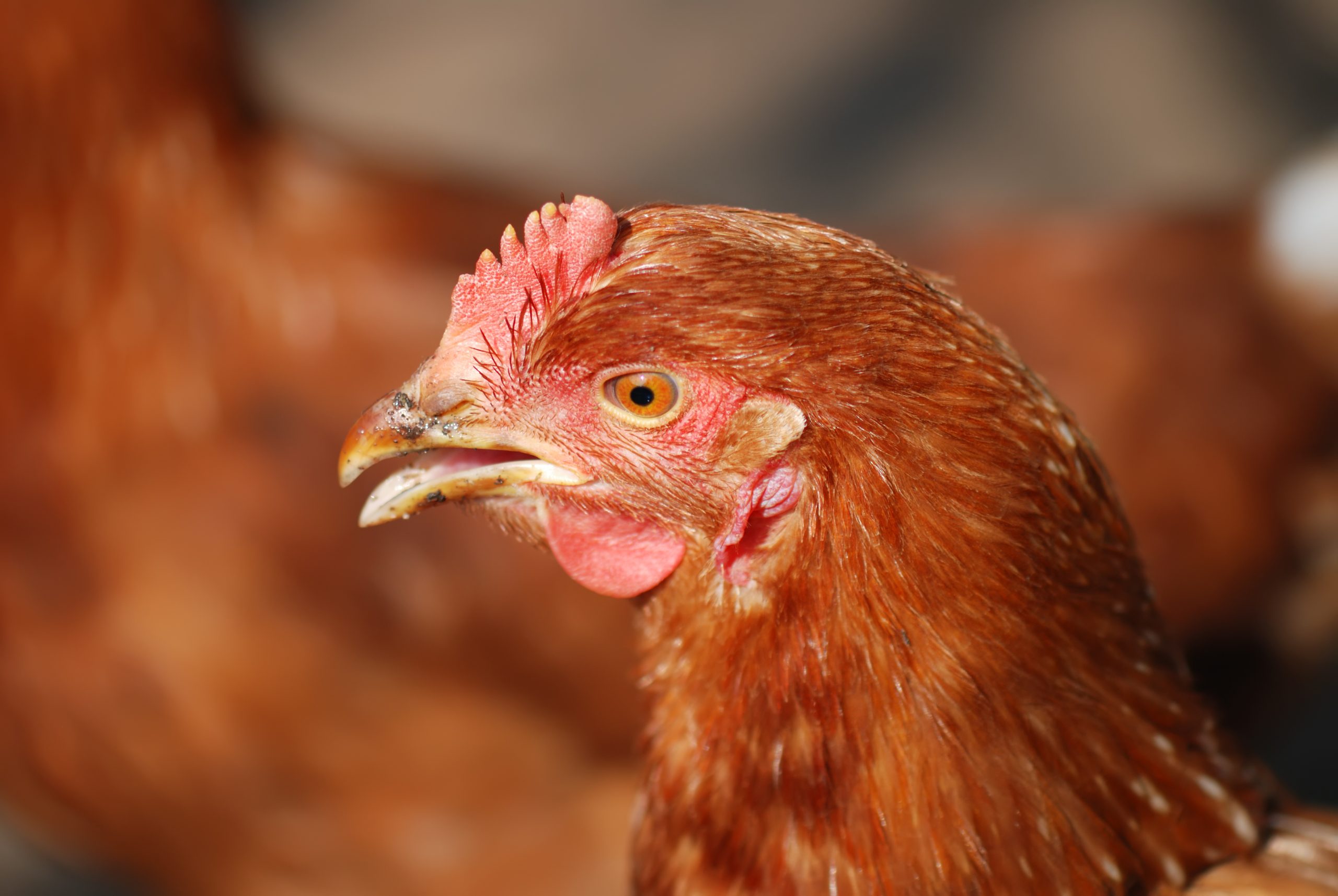 Arranque de la puesta en gallinas ponedoras, un período clave en la producción