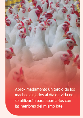 reproductores-pesados-avicultura