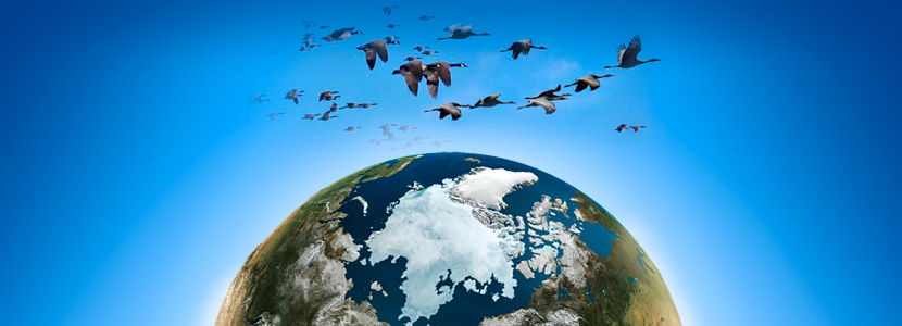 O retorno tormentoso das aves migratórias ao Ártico