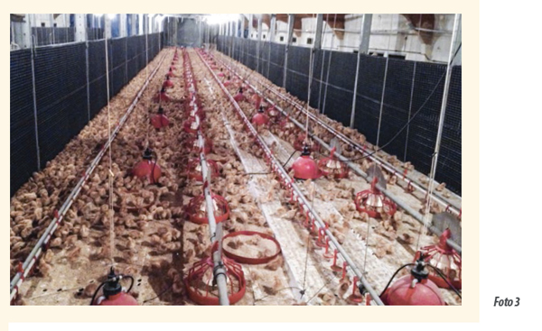 producción huevos aviarios