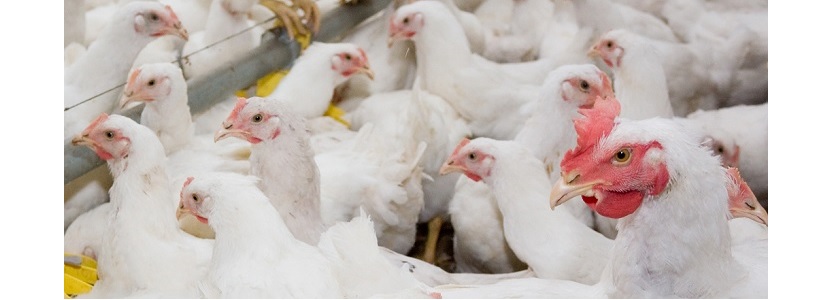Líderes avícolas argentinos: Consumo interno de pollo ha tocado techo -  aviNews, la revista global de avicultura