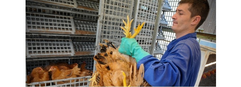 Bolivia implementa un sistema moderno de control en el área avícola Bolívia