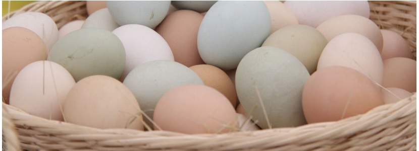 Pesquisa chilena pode aumentar níveis de ômega 3 em ovos azuis