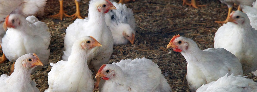 A qué se debe el crecimiento espectacular del pollo en poco tiempo? -  aviNews, la revista global de avicultura