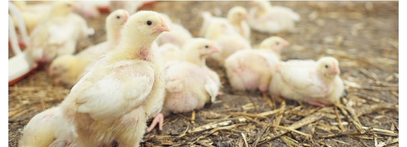 República Dominicana: Baja en producción de pollo provoca especulación