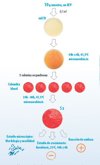 contaminación carne de pollo