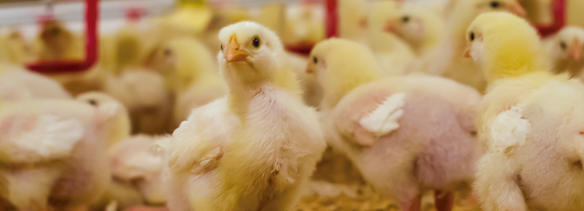 El valor de los anticoccidiales para la producción avícola sostenible