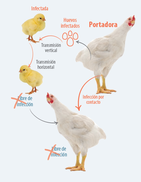 patología aviar