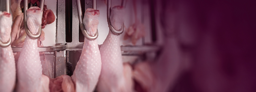 Automatización del proceso en matadero de pollos