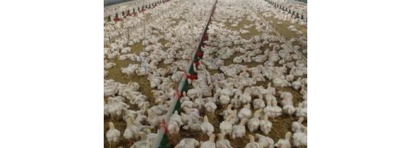 Brasil: En 7 días, 64 millones de aves adultas y pollitos ya murieron