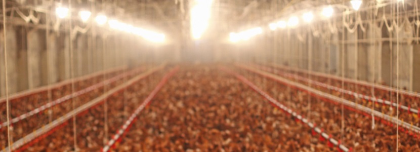 Sector avícola boliviano califica de inviables medidas gubernamentales Bolívia
