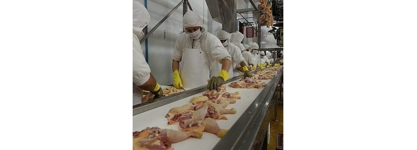 UE: Entra en vigor prohibición de importar carne de ave brasileña
