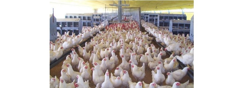 Nuevas inversiones para la industria avícola de Centroamérica indústria avícola