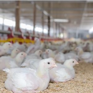 Producción avícola colombiana crece 6,7% en primer semestre 2018