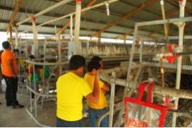Dominicanos aprenden sobre producción avícola y sustentabilidad