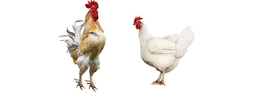 كيف نحصل على دجاج لها سيقان أقوى؟