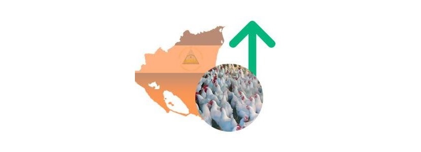 Nicaragua prevé incremento de 4% para la avicultura en 2018 Nicarágua