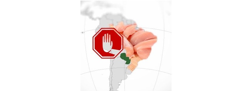 Avicultores paraguayos alarmados por viable tráfico de pollo brasileño avicultores do Paraguai