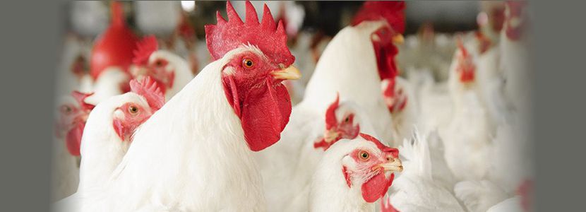 WVEPAH Poultry Production frangos de corte